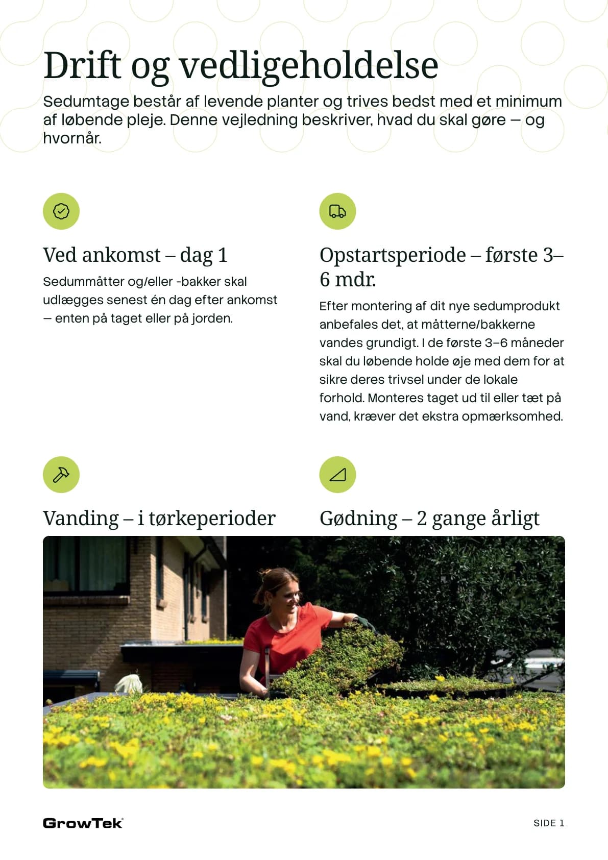 Care and maintenance of sedum plants, from delivery to the second year